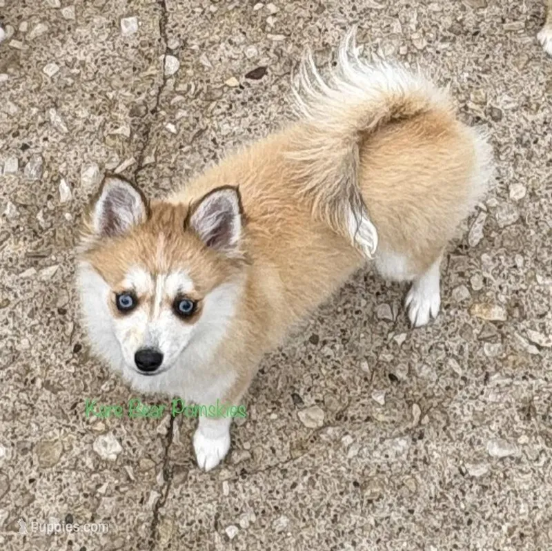 Lulu – Pomsky puppy for sale in Mason City, IA