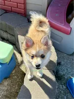 Lulu, a female Pomsky for sale in Mason City, IA – Photo 7 of 10