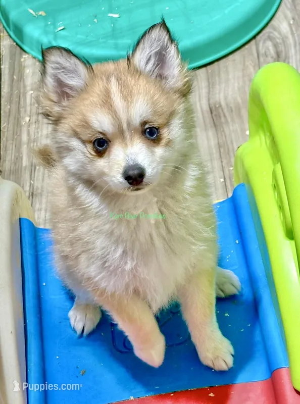 Lulu – Pomsky puppy for sale in Mason City, IA