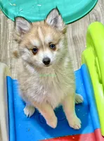 Lulu, a female Pomsky for sale in Mason City, IA – Photo 10 of 10