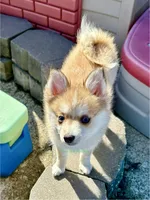 Lulu, a female Pomsky for sale in Mason City, IA – Photo 8 of 10