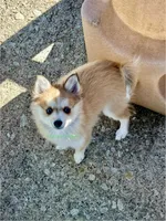 Lulu, a female Pomsky for sale in Mason City, IA – Photo 9 of 10