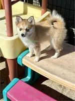Lulu, a female Pomsky for sale in Mason City, IA – Photo 2 of 10