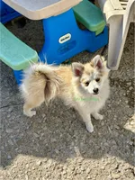 Bo Duke, a male Pomsky for sale in Mason City, IA – 2 of 10