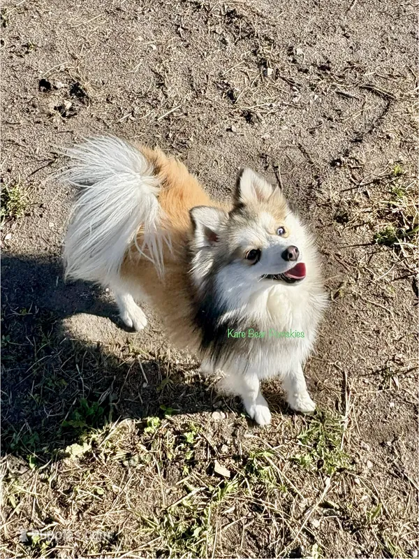 Bo Duke – Pomsky puppy for sale in Mason City, IA