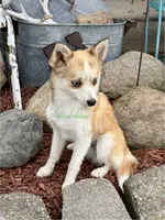Jesse, a male Pomsky for sale in Mason City, IA – 4 of 10