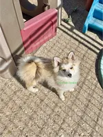 Bo Duke, a male Pomsky for sale in Mason City, IA – 1 of 10