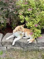 Jesse, a male Pomsky for sale in Mason City, IA – 10 of 10