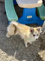 Bo Duke, a male Pomsky for sale in Mason City, IA – 4 of 10
