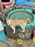 Jesse, a male Pomsky for sale in Mason City, IA – 2 of 9