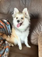 Bo Duke, a male Pomsky for sale in Mason City, IA – 10 of 10
