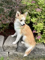 Jesse, a male Pomsky for sale in Mason City, IA – 8 of 10