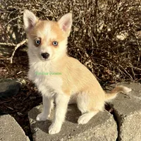 Jesse, a male Pomsky for sale in Mason City, IA – Photo 10 of 10