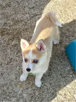 Jesse, a male Pomsky for sale in Mason City, IA – Photo 7 of 10