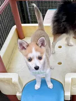Jesse, a male Pomsky for sale in Mason City, IA – 3 of 10
