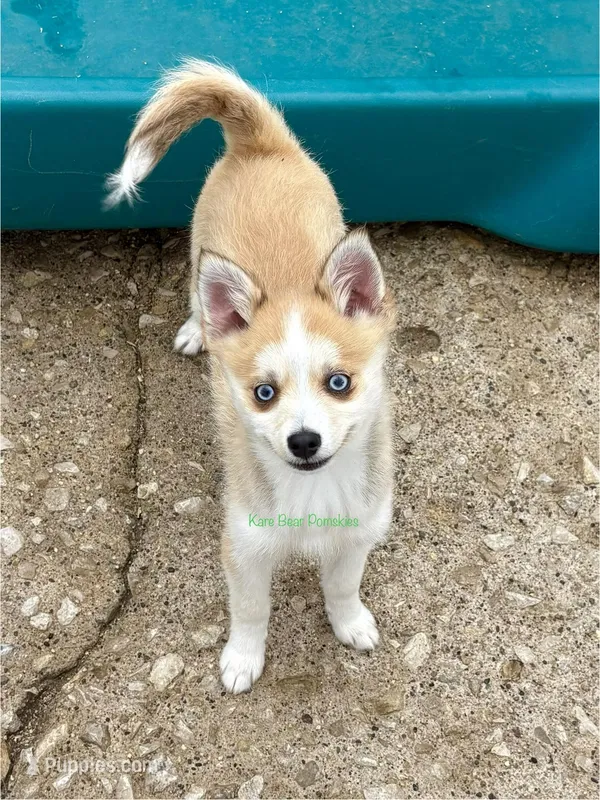 Jesse – Pomsky puppy for sale in Mason City, IA