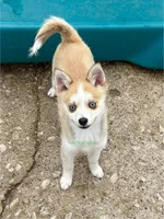 Jesse, a male Pomsky for sale in Mason City, IA – 1 of 10