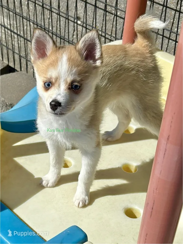 Jesse – Pomsky puppy for sale in Mason City, IA