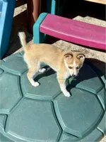 Jesse, a male Pomsky for sale in Mason City, IA – Photo 3 of 10