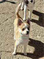 Jesse, a male Pomsky for sale in Mason City, IA – Photo 6 of 10