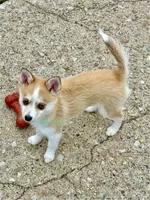 Jesse, a male Pomsky for sale in Mason City, IA – 6 of 10