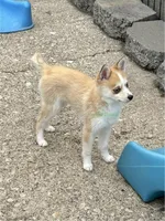 Jesse, a male Pomsky for sale in Mason City, IA – 7 of 10