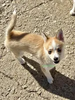 Jesse, a male Pomsky for sale in Mason City, IA – Photo 8 of 10