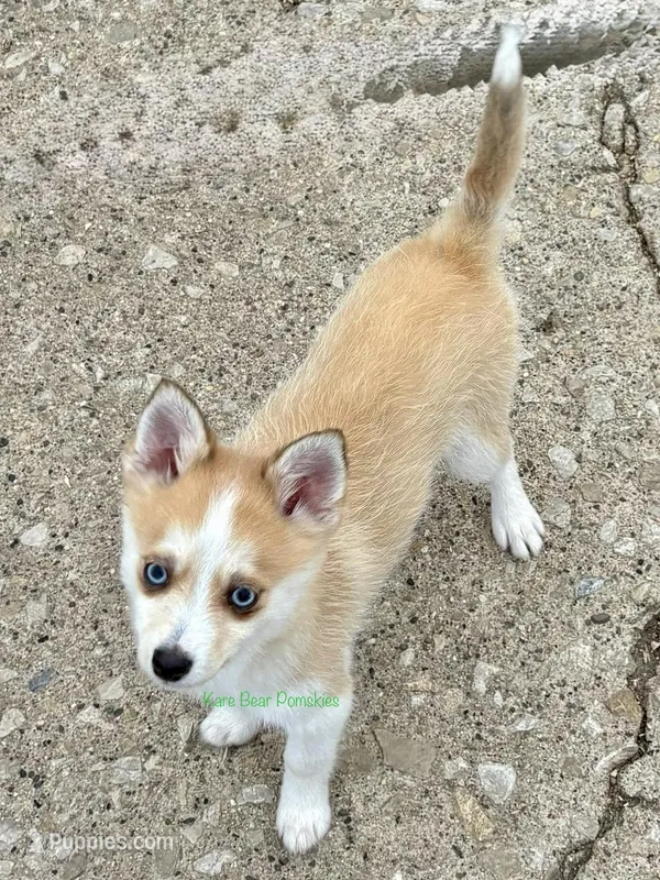 Jesse – Pomsky puppy for sale in Mason City, IA