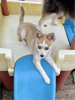 Jesse, a male Pomsky for sale in Mason City, IA – 4 of 10