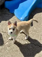 Jesse, a male Pomsky for sale in Mason City, IA – Photo 5 of 10