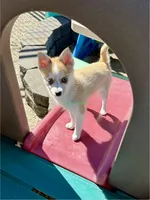 Jesse, a male Pomsky for sale in Mason City, IA – Photo 2 of 10