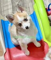 Jesse, a male Pomsky for sale in Mason City, IA – Photo 9 of 10