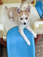 Jesse, a male Pomsky for sale in Mason City, IA – 2 of 10