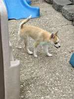 Jesse, a male Pomsky for sale in Mason City, IA – 8 of 10
