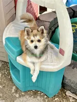 Lulu, a female Pomsky for sale in Mason City, IA – 2 of 10