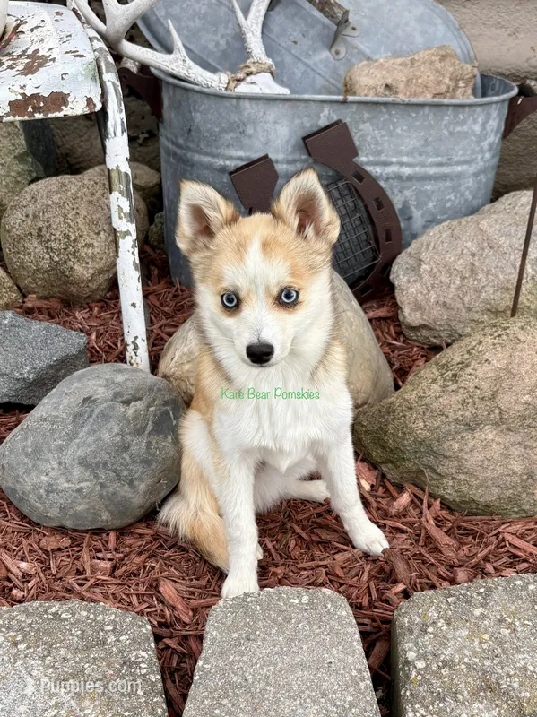 Jesse – Pomsky puppy for sale in Mason City, IA