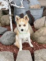 Jesse, a male Pomsky for sale in Mason City, IA – 1 of 10