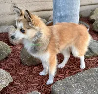 Lulu, a female Pomsky for sale in Mason City, IA – 3 of 10