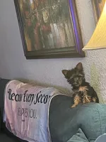 Precious Miracle, a female Yorkshire Terrier for sale in Fort Lauderdale, FL – 2 of 2