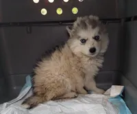 Sapphire - Guardian Home Price, a female Native American Indian Dog for sale in Fort Lauderdale, FL – 2 of 4