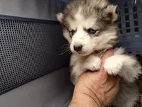 Sapphire - Guardian Home Price, a female Native American Indian Dog for sale in Fort Lauderdale, FL – 3 of 4