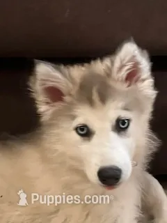 Sapphire - Guardian Home Price – Native American Indian Dog puppy for sale in Fort Lauderdale, FL