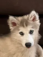 Sapphire - Guardian Home Price, a female Native American Indian Dog for sale in Fort Lauderdale, FL – 1 of 4