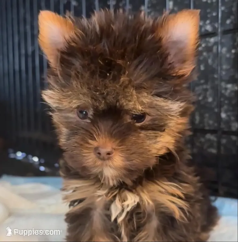 Precious Miracle – Yorkshire Terrier puppy for sale in Fort Lauderdale, FL