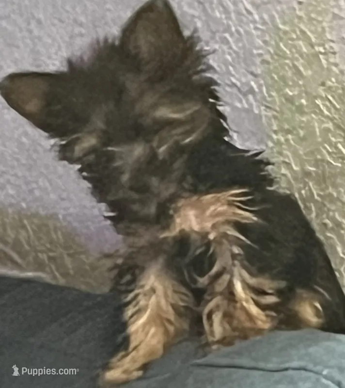 Precious Miracle – Yorkshire Terrier puppy for sale in Fort Lauderdale, FL