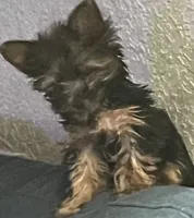 Precious Miracle, a female Yorkshire Terrier for sale in Fort Lauderdale, FL – 1 of 2