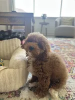 Charlie , a male Poodle - Miniature  for sale in Bonney Lake, WA – 2 of 5