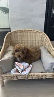 Charlie , a male Poodle - Miniature  for sale in Bonney Lake, WA – 4 of 5