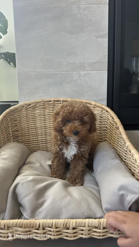 Charlie  – Poodle - Miniature  puppy for sale in Bonney Lake, WA
