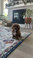 Charlie , a male Poodle - Miniature  for sale in Bonney Lake, WA – 3 of 5